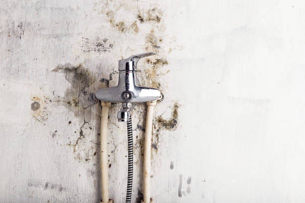 Best Fast Mold Removal  in Okawvle, IL