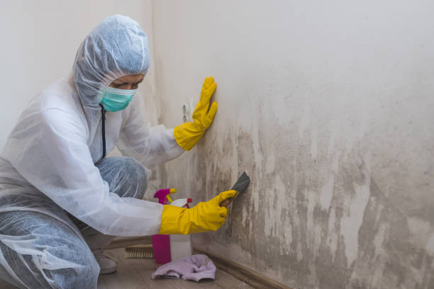 Best Toxic Mold Removal  in Okawvle, IL