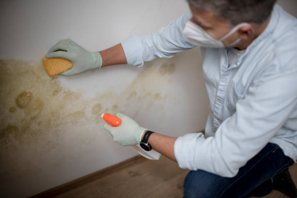 Best Mold Damage Repair  in Okawvle, IL
