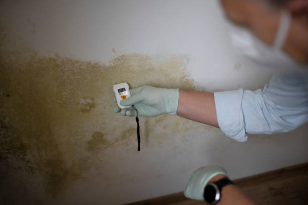 Best Local Mold Removal Service  in Okawvle, IL